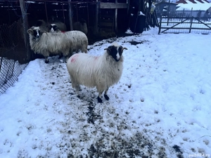 Vând doi berbeci - imagine 7