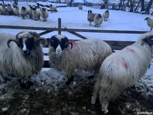 Vând doi berbeci - imagine 10