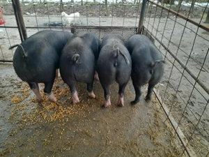 De vânzare porci rasa Pietrain 110-120 kg