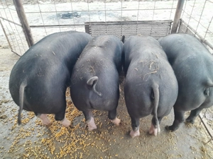 De vânzare porci rasa Pietrain 110-120 kg - imagine 5