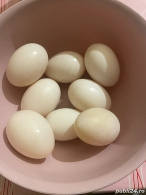 Vând ouă de Rată 1,50 lei  - imagine 2