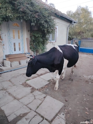 Vaca de lapte - imagine 2