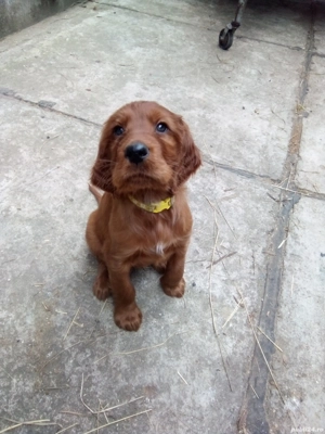 Cățel setter irlandez 