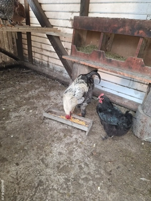 Cocoși de vanzare . - imagine 4