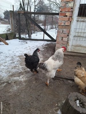 Cocoși de vanzare . - imagine 2