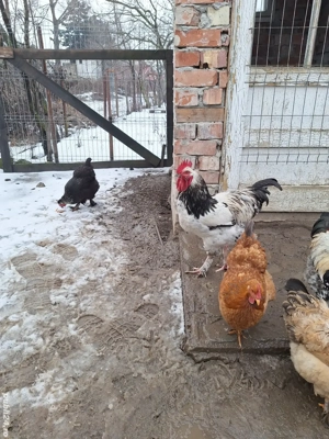 Cocoși de vanzare . - imagine 3