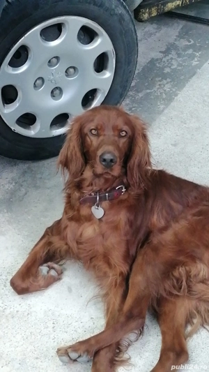 Cățel setter irlandez  - imagine 3