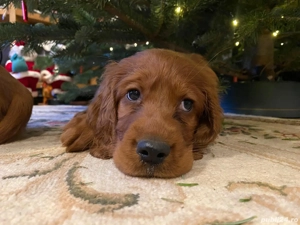 Cățel setter irlandez  - imagine 2