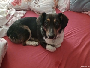 Catel spre adoptie vaccinat si deparazitat la zi  - imagine 5