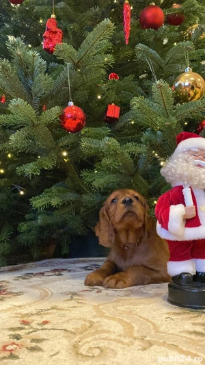 Cățel setter irlandez  - imagine 4