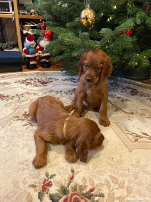 Cățel setter irlandez  - imagine 5