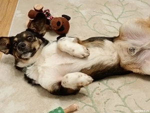 Catel spre adoptie vaccinat si deparazitat la zi  - imagine 2