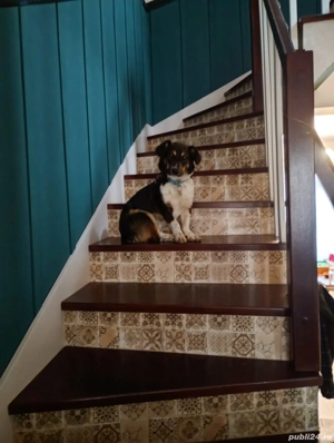 Catel spre adoptie vaccinat si deparazitat la zi  - imagine 3