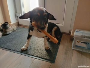 Catel spre adoptie vaccinat si deparazitat la zi  - imagine 4