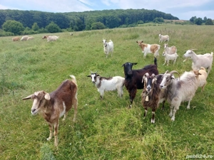 Capre de vanzare - imagine 4