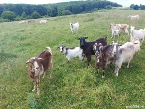 Capre de vanzare - imagine 3