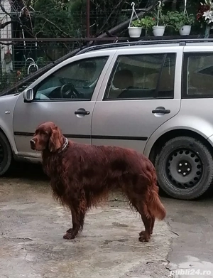 Setter irlandez pui de 2 luni