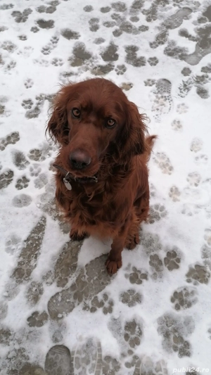 Setter irlandez pui de 2 luni - imagine 2