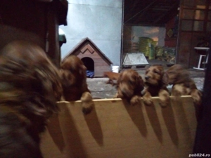 Setter irlandez pui de 2 luni - imagine 4