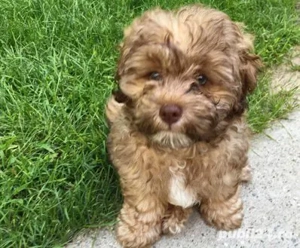 Puiuț Maltipoo disponibil imediat 