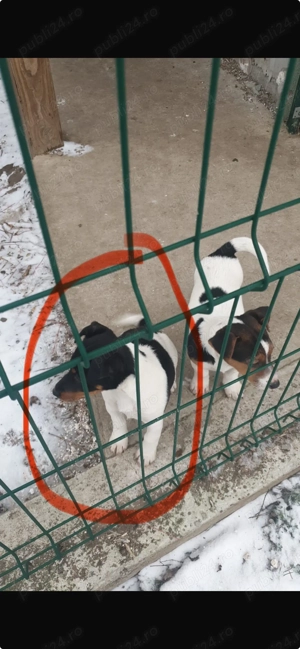 Jack Russell Terrier anti răzătoare  - imagine 3