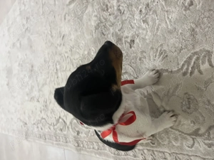 Jack Russell Terrier anti răzătoare  - imagine 5