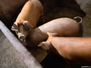 Vând soldani între 30-55 kg .