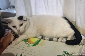 Salvare doua pisici care urmeaza a fi scoase in strada - imagine 2