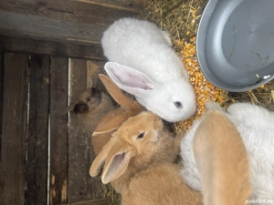 Iepurași uriaș german  - imagine 5