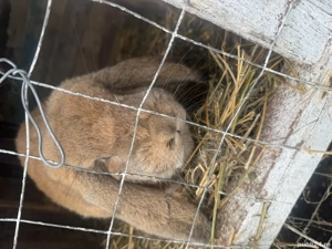 Iepurași uriaș german  - imagine 2