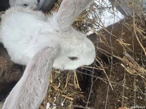 Iepurași uriaș german  - imagine 4