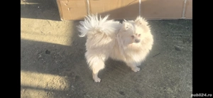 Pomeranian alb crem - imagine 2