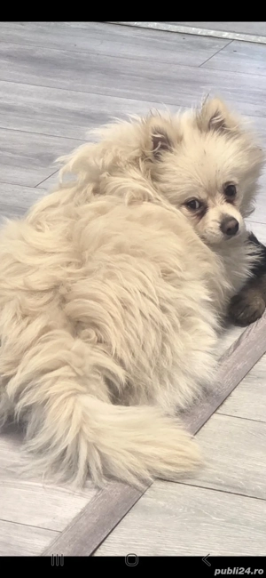 Pomeranian alb crem - imagine 3