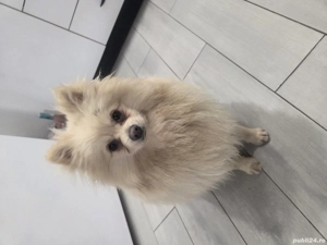 Pomeranian alb crem - imagine 4