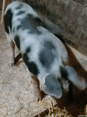 Scofita de vânzare - Schimb 