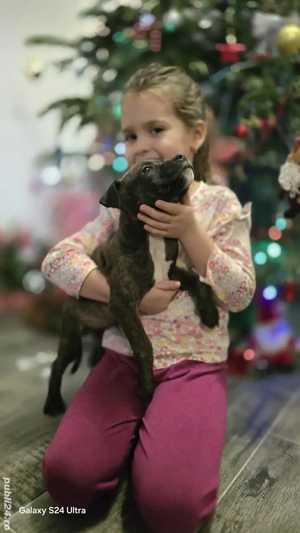 caței amstaff - imagine 3