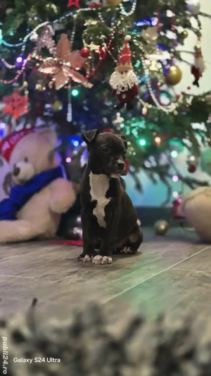 caței amstaff - imagine 4