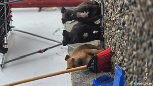 caței amstaff - imagine 5