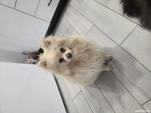 pomeranian alb crem mascul - imagine 4