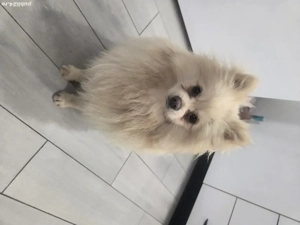pomeranian alb crem mascul - imagine 3