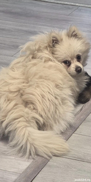 pomeranian alb crem mascul - imagine 2