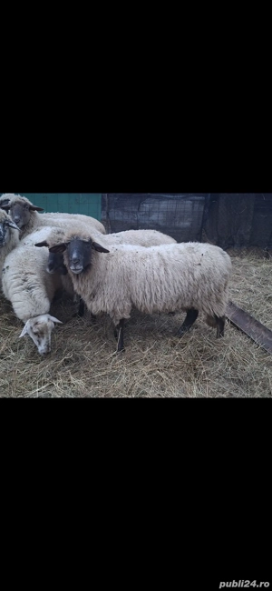 De vânzare 7 oi gestante