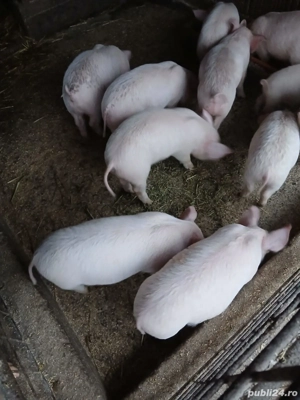 purcei de vânzare 