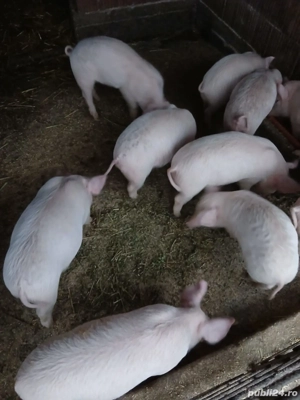 purcei de vânzare  - imagine 2