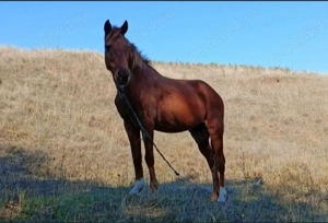 Vand Vaca Gestanta blanda + o iapa cuminte - imagine 3