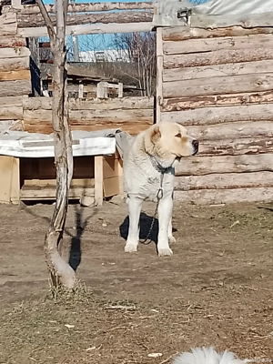 Ciobanesc Asia Centrala - imagine 4