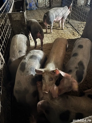suldei de 70 80kg de vanzare - imagine 3