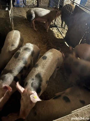 suldei de 70 80kg de vanzare - imagine 2