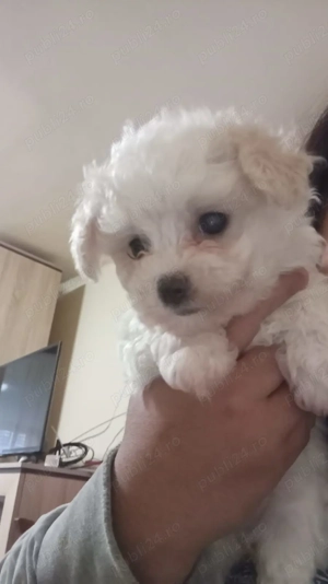 De vânzare bichoni 