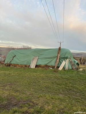 Vand 100 de baloti de lucerna 